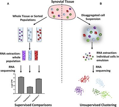 New Developments in Transcriptomic Analysis of Synovial Tissue